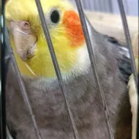 عروس هلندی فرار کرده