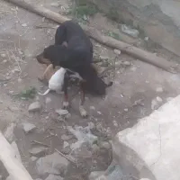 سگ کوته|سگ|خان ببین, |دیوار