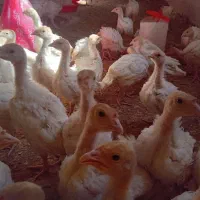 جوجه بوقلمون بیوتی