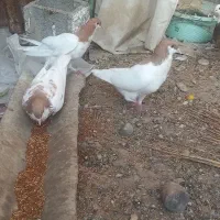 کبوتر رنگی وخارجی|پرنده|آبپخش, |دیوار