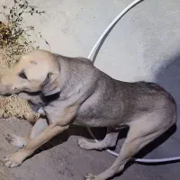 سگ پژدر|سگ|اردبیل, |دیوار