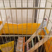 فنج|پرنده|اصفهان, همت‌آباد|دیوار