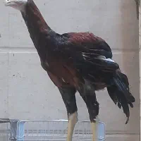 لاری ۴ ماهه