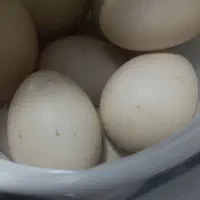 تخم اردک اسراییلی|خوردنی و آشامیدنی|خاتم, |دیوار