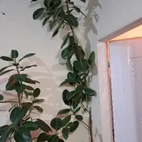 گل فیکوس ۲متری