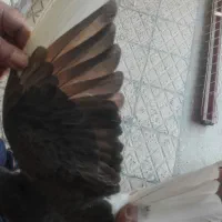 با سلام یک جف شهری گل زرد|پرنده|شیراز, کوزه گری|دیوار