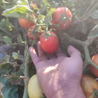انواع گوجه زمینی بازاری ،سفت و‌گوشتی پی اس و گرد|خوردنی و آشامیدنی|قوچان, |دیوار