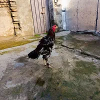 خروس لاری تاجهر|حیوانات مزرعه|جلین, |دیوار