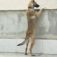 سلام به دلیل نداشتن جای برای فروش گذاشتم|سگ|گرگان, |دیوار