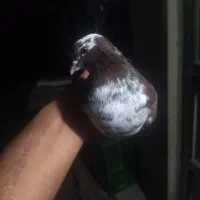 فروش کبوتر نر ماده و جفت|پرنده|بابل, |دیوار