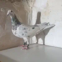 کفتر کبوتر
