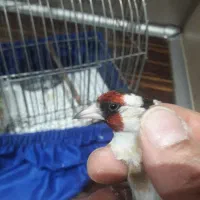 ۱عدد سهره نر گردن کلفت