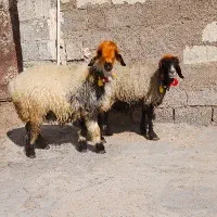 دوراس میش اصیل بختیاری