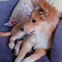 نژاد یونانی (کوکونی)