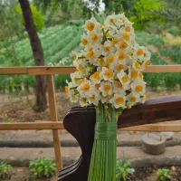 گل نرگس بهبهان تازه درجه ۱