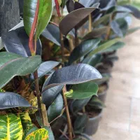 انواع گلهای آپارتمانی|گل و گیاه طبیعی|رشت, فلسطین|دیوار