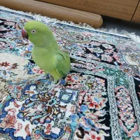 طوطی ملنگو ماده|پرنده|بوشهر, |دیوار