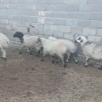 نه عدد میش آبستن