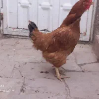 ۳۰۰ هزار تومان|حیوانات مزرعه|سبزوار, ابارش|دیوار