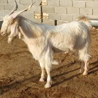 بز  میش بره|حیوانات مزرعه|اصفهان, برزان|دیوار