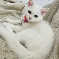 گربه پرشین بریتیش ماده