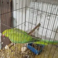 جفت طوطی ملنگو|پرنده|بندر امام خمینی, |دیوار