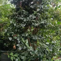 باغ با کاربری مسکونی