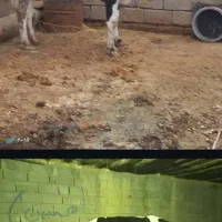 فر‌وش وعددگاوسمینتال