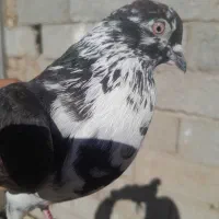 چند عدد کبوتر سالم و سرحال