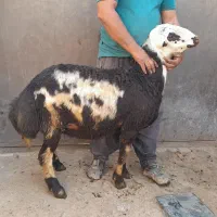 بره قوچی