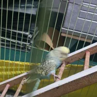 مرغ عشق|پرنده|اندیمشک, |دیوار