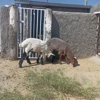 بره