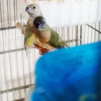 فنچ کراواتی و گلدین|پرنده|برازجان, |دیوار