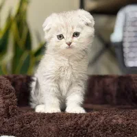 مینی اسکاتیش|گربه|تهران, پاسداران|دیوار