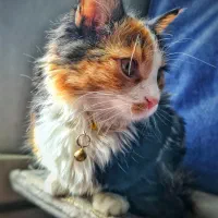 واگذاری گربه ماده