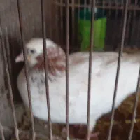 کبوتر|پرنده|کوچصفهان, |دیوار