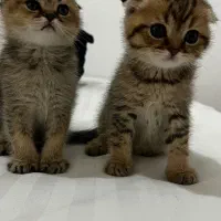 بچه گربه|گربه|همدان, |دیوار