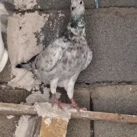 کفترسوسکی پرشی نر|پرنده|آشخانه, |دیوار