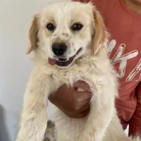 سگ میکس شیتزو و گلدن