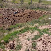 پهن گوسفندی