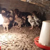 جوجه مرغ و خروس محلی