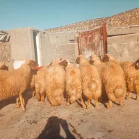 سلام تعداد 12عدد میش