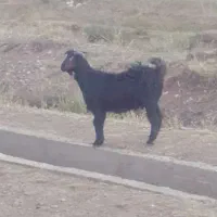 یک عدد تیر بز چاق چاق