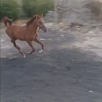 کره مادیان دره شوری|اسب و تجهیزات اسبسواری|جهرم, |دیوار