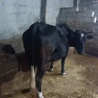 فروش گاو محلی|حیوانات مزرعه|فریم, |دیوار