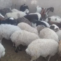 فروش انواع گوشت|خوردنی و آشامیدنی|حمیدیا, |دیوار