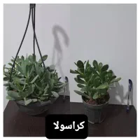 انواع گل های آپارتمانی|گل و گیاه طبیعی|مرودشت, نقش رستم|دیوار