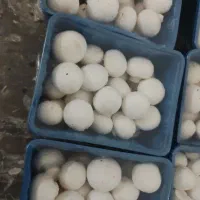 قارچ دکمه‌ای تازه کارخانه فرهان با ارسال رایگان