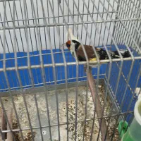 سهره ۳ ساله بخون