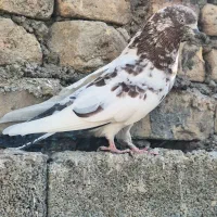 کبوتر